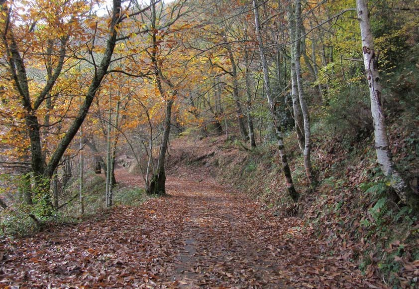 Camino cubierto de hojas bajo los árboles del entorno de Oubachu